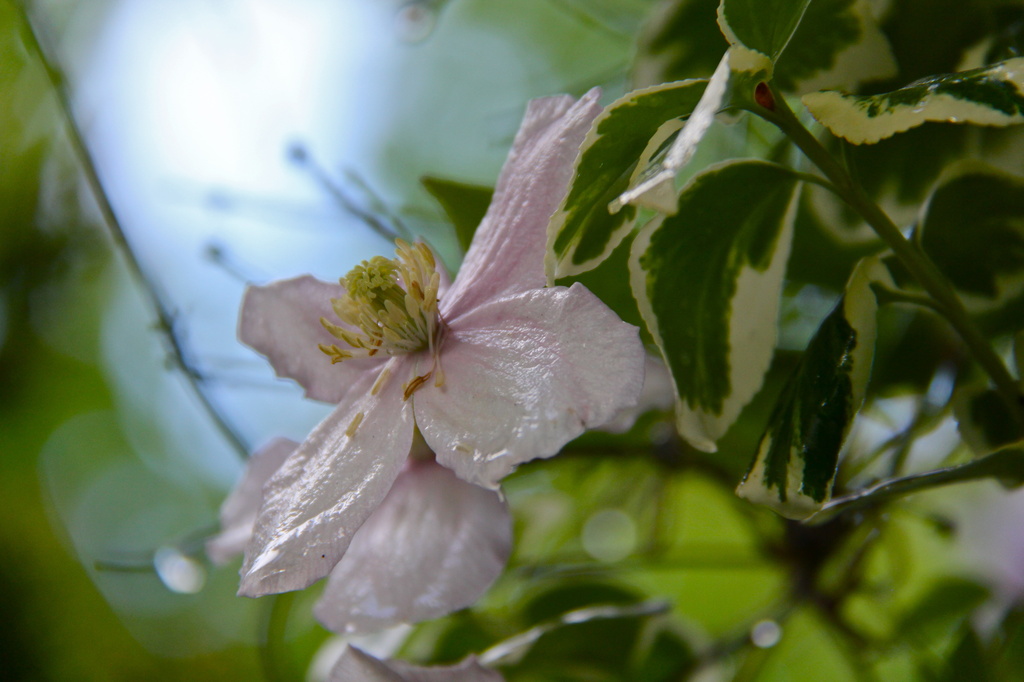 Early Morning Clematis by daffodill