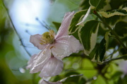 6th May 2014 - Early Morning Clematis