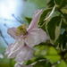 Early Morning Clematis by daffodill