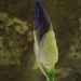 Iris emerging by mcsiegle
