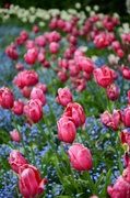 10th May 2014 - Tulip Patch
