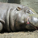 Day 340 What would make a Hippo Smile by rminer