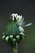 10th May 2014 - Going to Seed