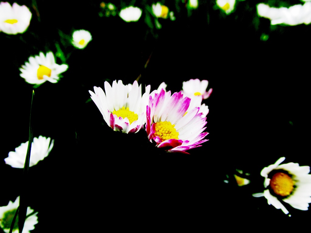 Daisies ... Differently by motherjane