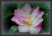 10th May 2014 - Camellia 3