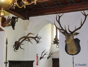 5th May 2014 - 20140505 "I use antlers in all of my decorating....."