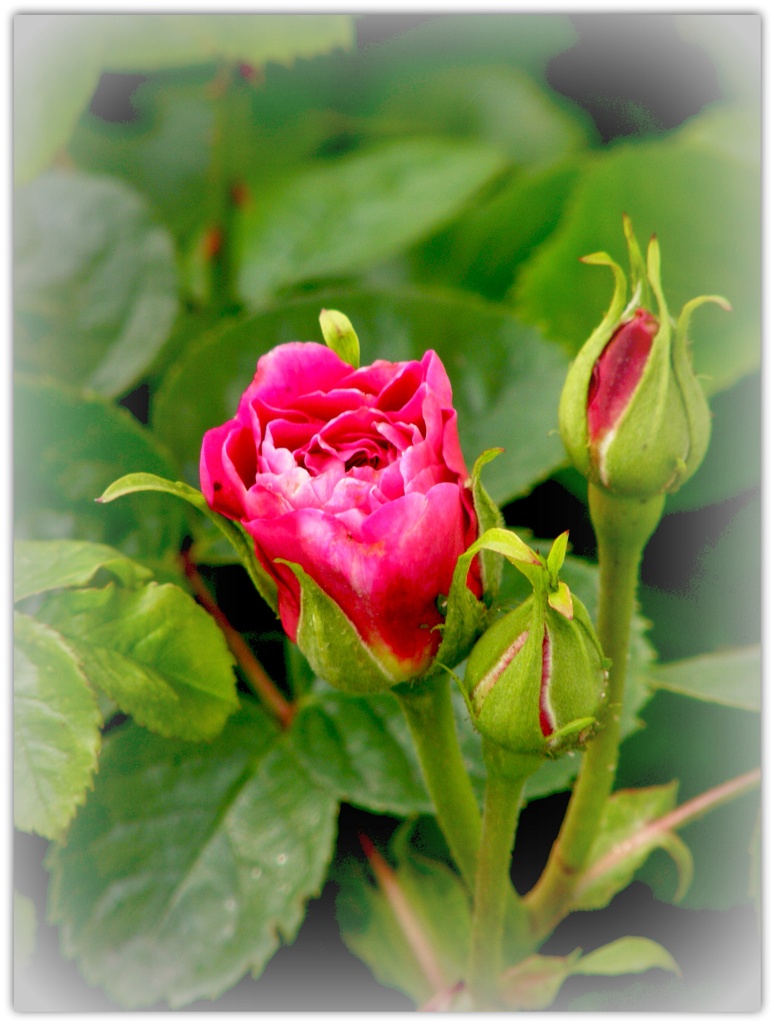 Rose bud  by beryl