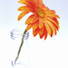 Arty Gerbera by onewing