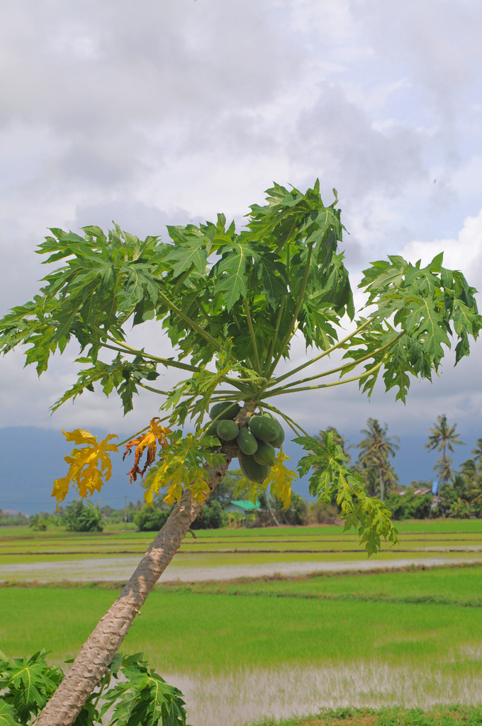 Papaya tree next the rice paddy by ianjb21
