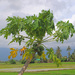 Papaya tree next the rice paddy by ianjb21