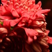 Chrysanthemum by dianeburns