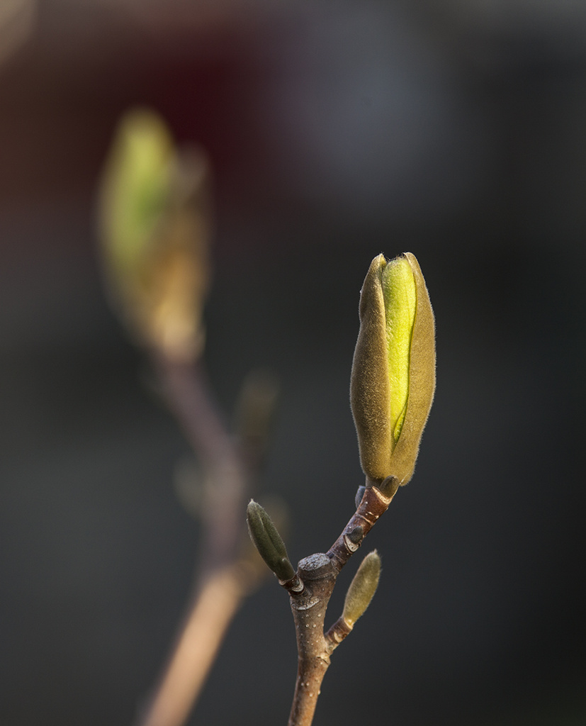 Yellow Magnolia Bud by gardencat