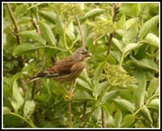 11th May 2014 - Mr Linnet