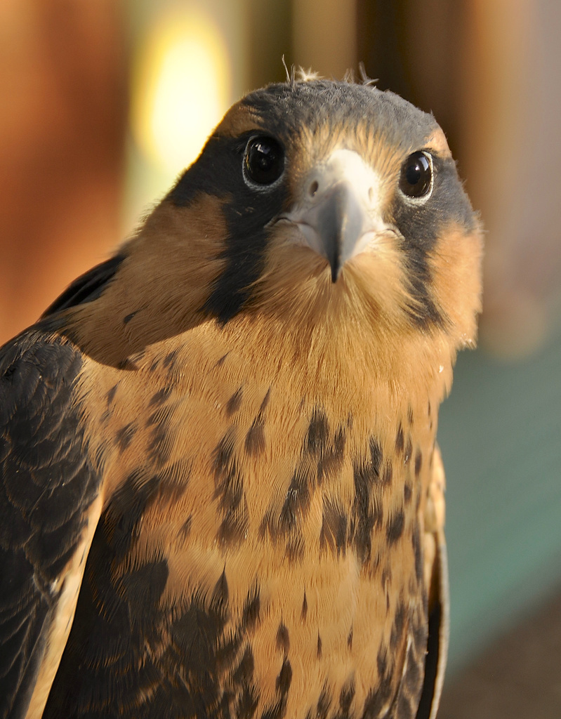 Peruvian Aplomado Falcon by joysfocus
