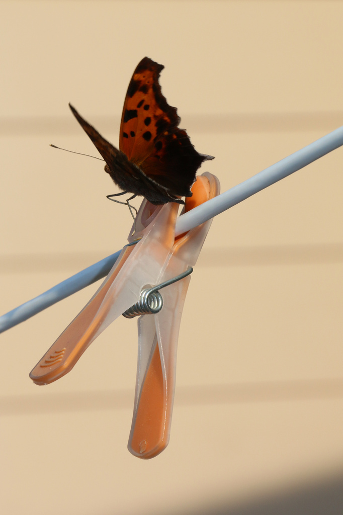 Butterfly by ingrid01
