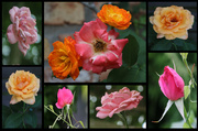29th Apr 2014 - Roses