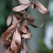 Leaves by ingrid01