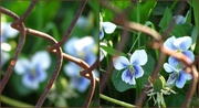 11th May 2014 - Violets and Rust