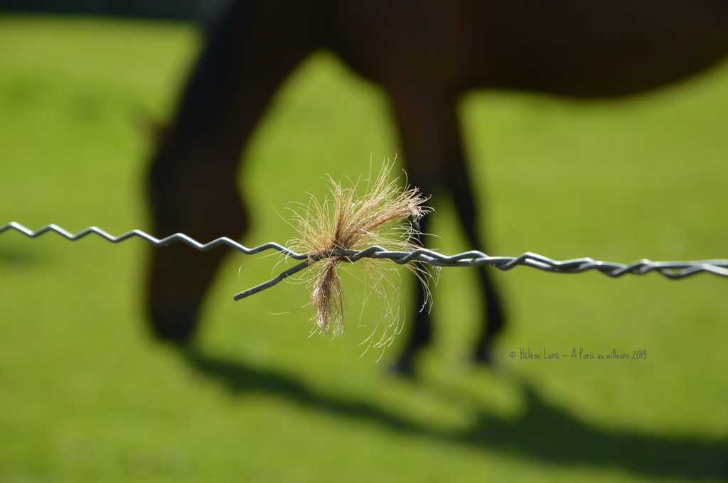 horse's fence by parisouailleurs