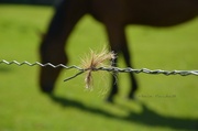 11th May 2014 - horse's fence