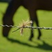 horse's fence by parisouailleurs