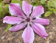 11th May 2014 - Clematis FLower