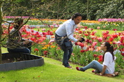 1st May 2014 - Tulip Gardens in Amsterdam