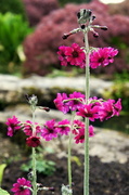 4th May 2014 - Primula japonica