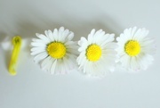 9th May 2014 - Three-daisies-and-a-bit-of-yellow