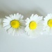 Three-daisies-and-a-bit-of-yellow by filsie65