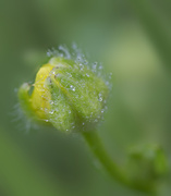 11th May 2014 - Effervescent Bud...........