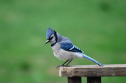 11th May 2014 - Puffed up blue jay!