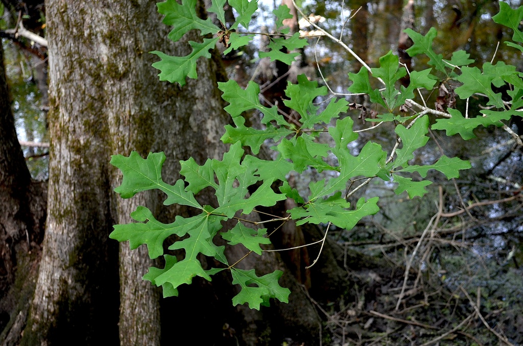 Overcup oak, Four Holes Swamp, Dorchester County, SC by congaree