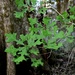 Overcup oak, Four Holes Swamp, Dorchester County, SC by congaree