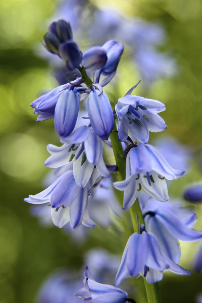 Bluebell by nicolaeastwood