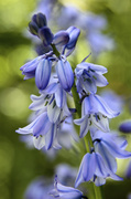 8th May 2014 - Bluebell