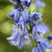 Bluebell by nicolaeastwood