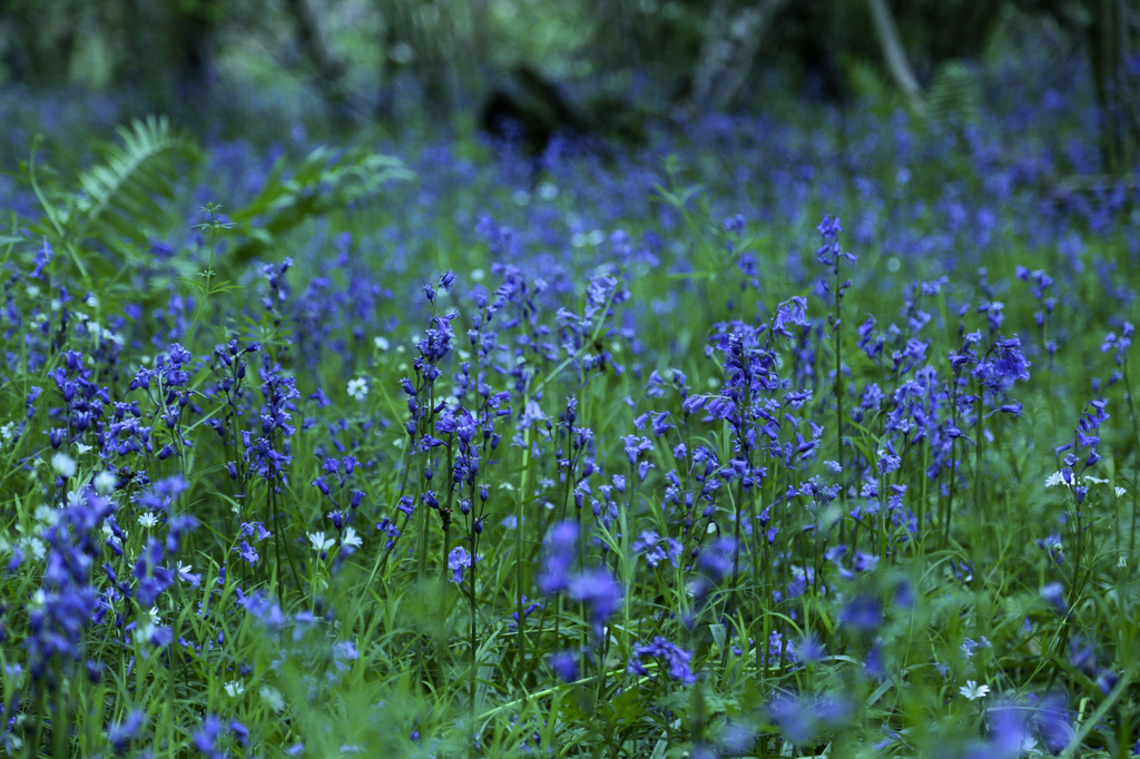 Bluebell Wood by nicolaeastwood