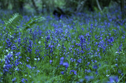 11th May 2014 - Bluebell Wood