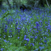 Bluebell Wood by nicolaeastwood
