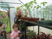 10th May 2014 - Grandson and sunflowers