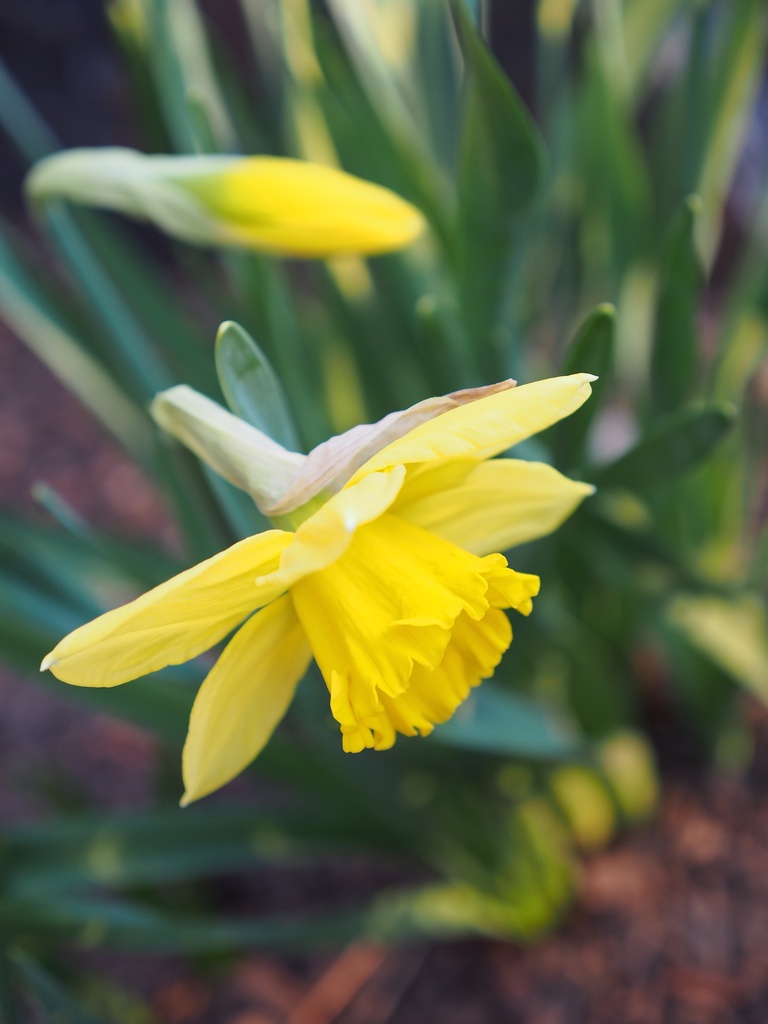 First Daffodil by selkie