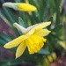 First Daffodil by selkie