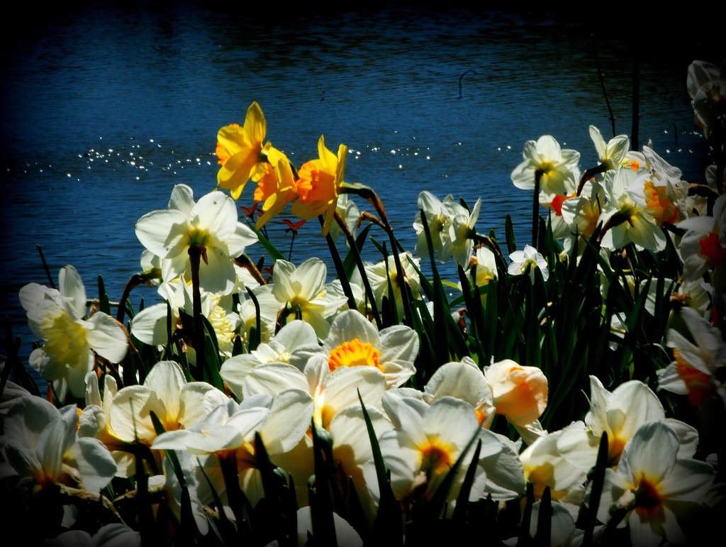 Daffy by the water by farmreporter