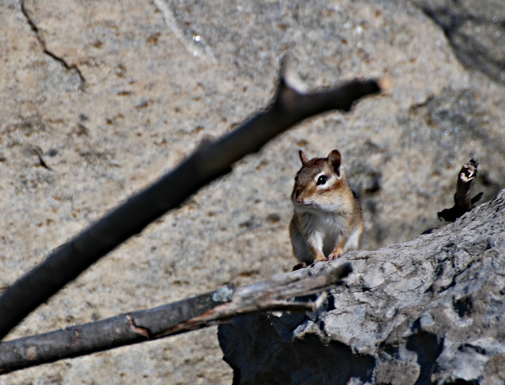 Ground Squirrel by farmreporter