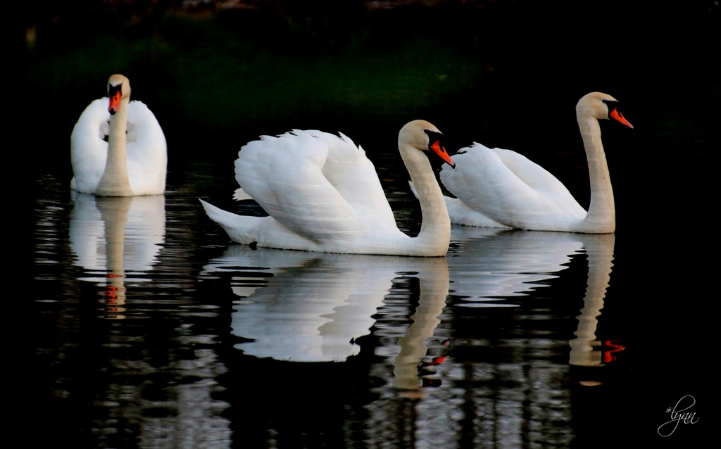 Swan Lake by lynnz