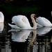 Swan Lake by lynnz