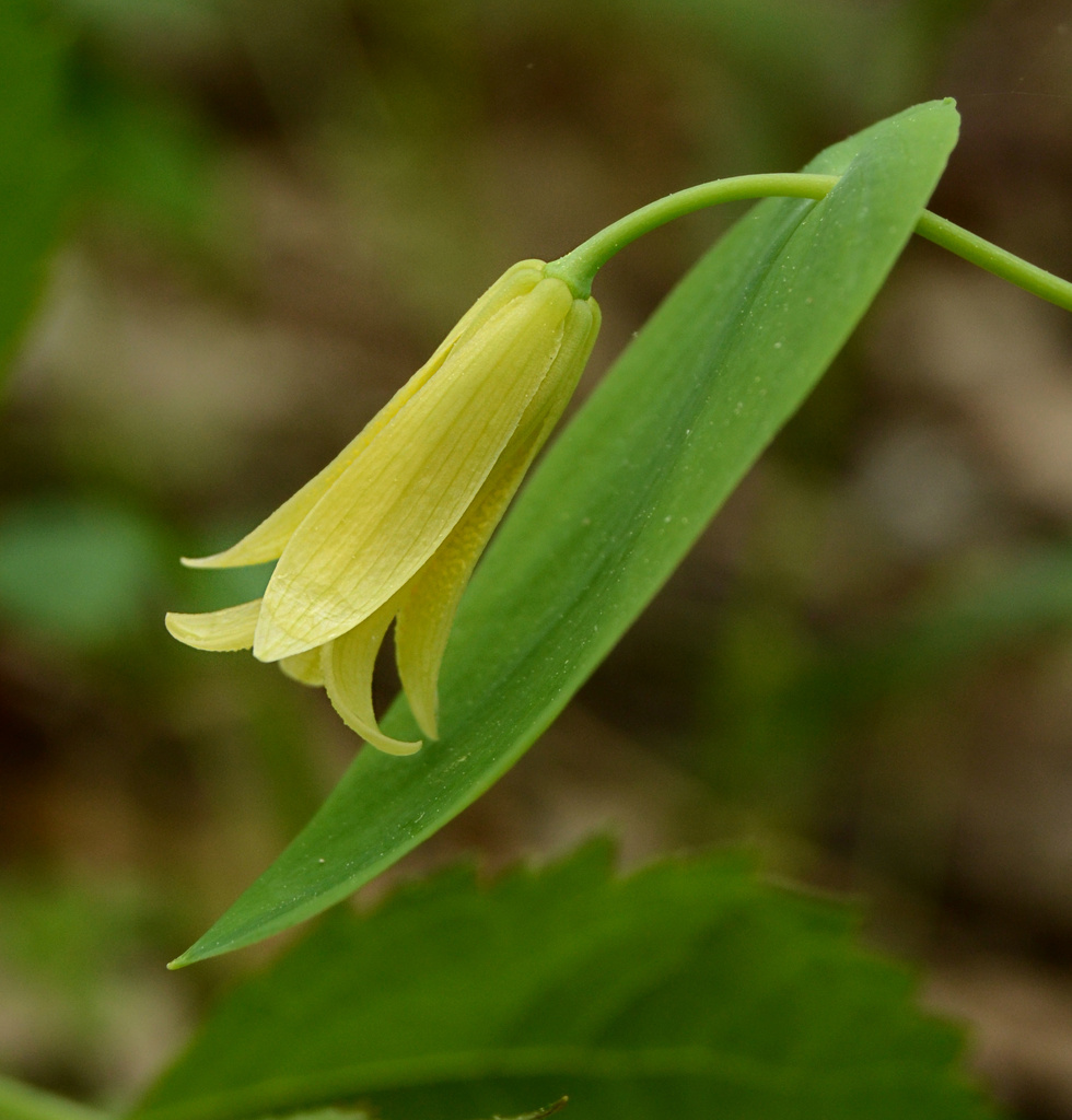 bellwort by francoise