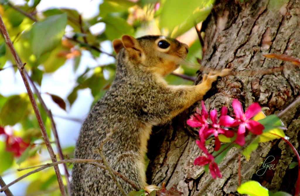 Baby Squirrely by lynnz