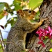 Baby Squirrely by lynnz
